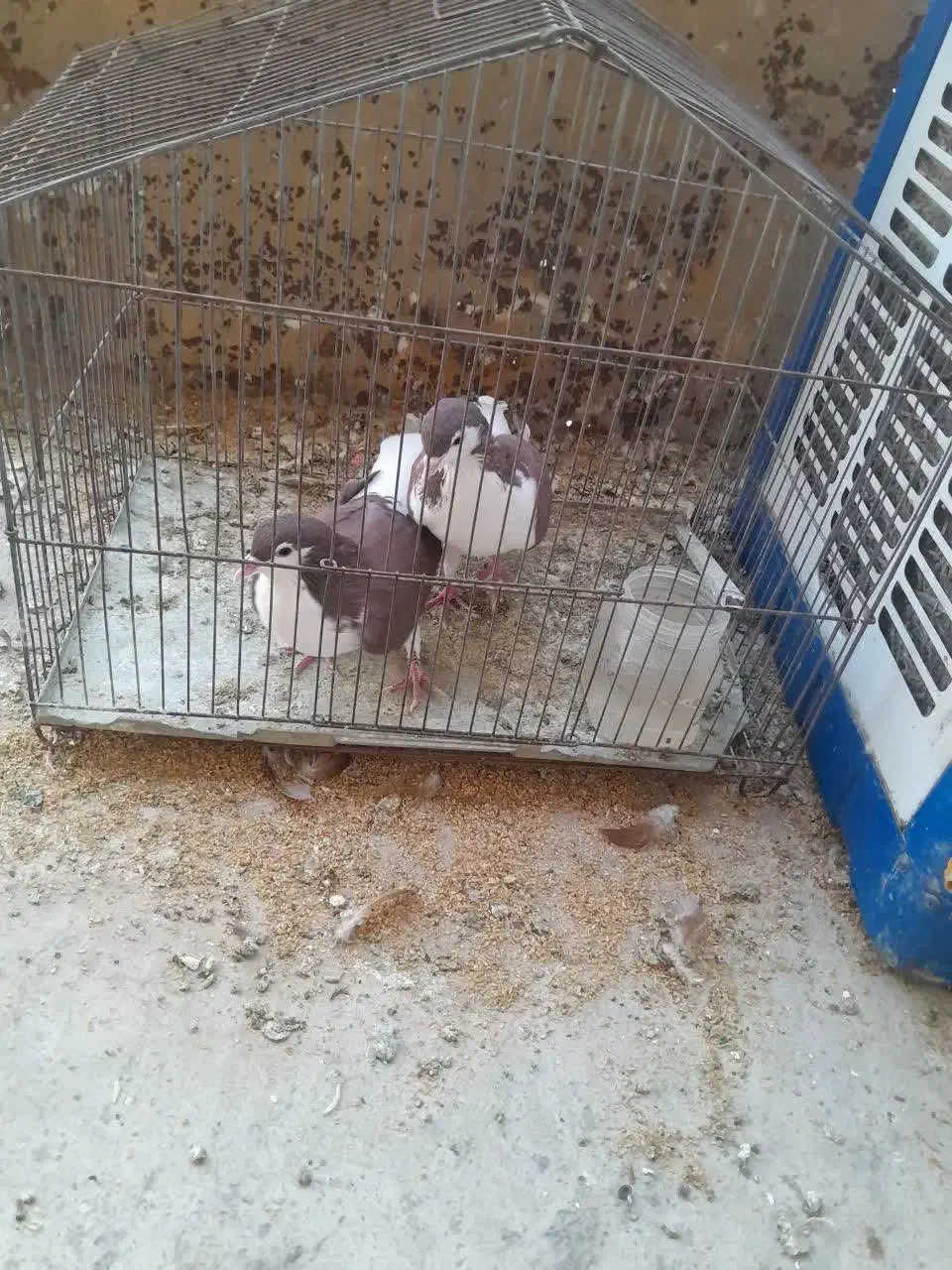 یک جفت کبوتر|پرنده|پاکدشت, پاکدشت (مامازند)|دیوار