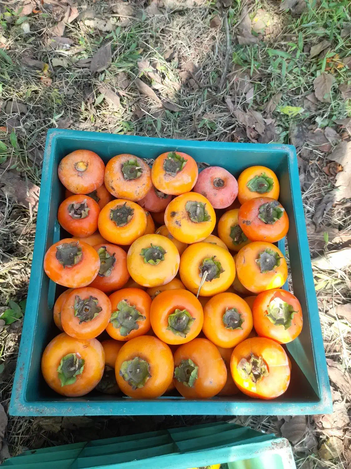 خرمالو|خوردنی و آشامیدنی|رشت, فرزانه|دیوار