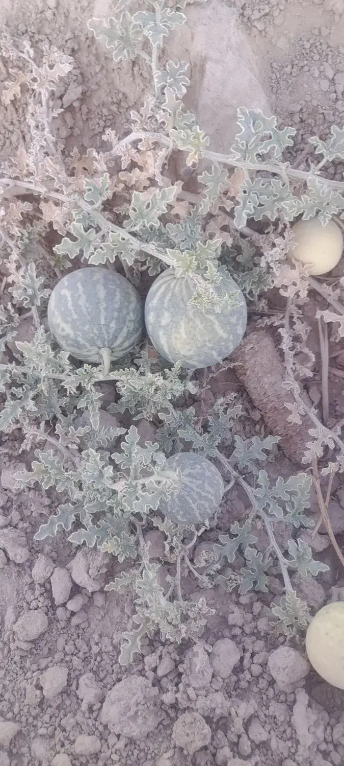 هندوانه ابوجهل|خوردنی و آشامیدنی|ارزوئیه, |دیوار