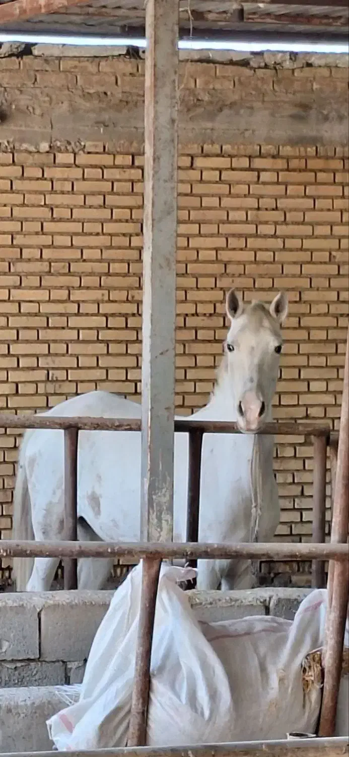 دوتا اسب حمدانی|اسب و تجهیزات اسبسواری|آبادان, |دیوار