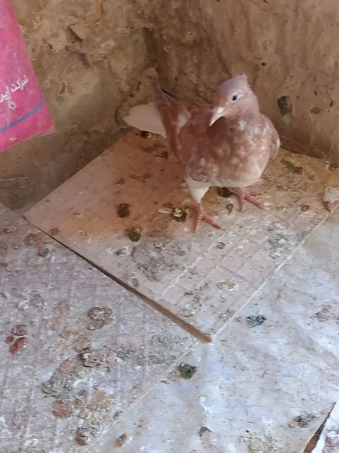 جوجه زرد دمسفید|پرنده|تربتحیدریه, ده پائین|دیوار