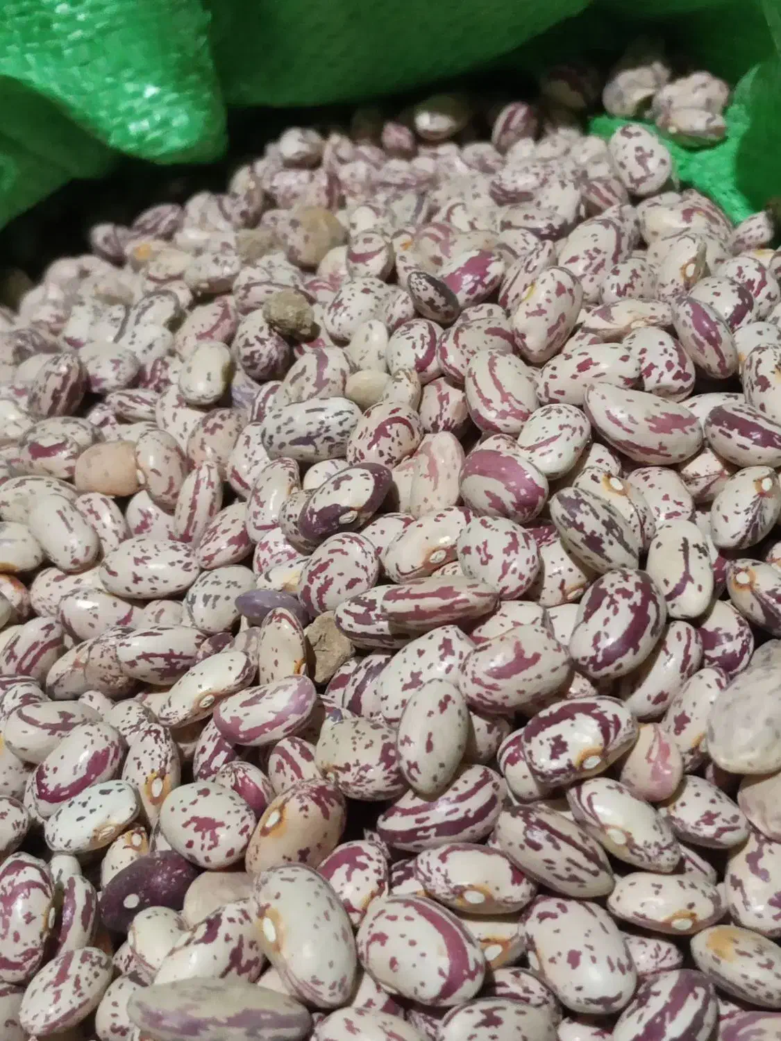 لوبیا چیتی تازه کاشت امسال|عمده‌فروشی|نظر کهریزی, |دیوار