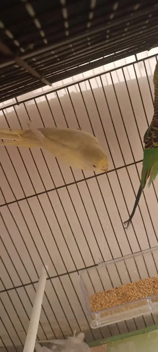 مرغ عشق پروانه ای رینبو اسپانگل|پرنده|مشهد, کوی المهدی|دیوار