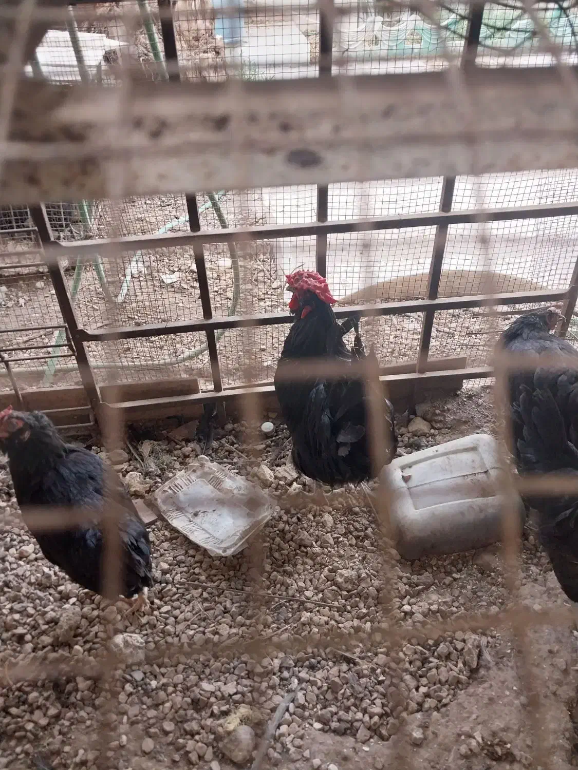 مرغ وخروس|حیوانات مزرعه|بندر کنگان, |دیوار