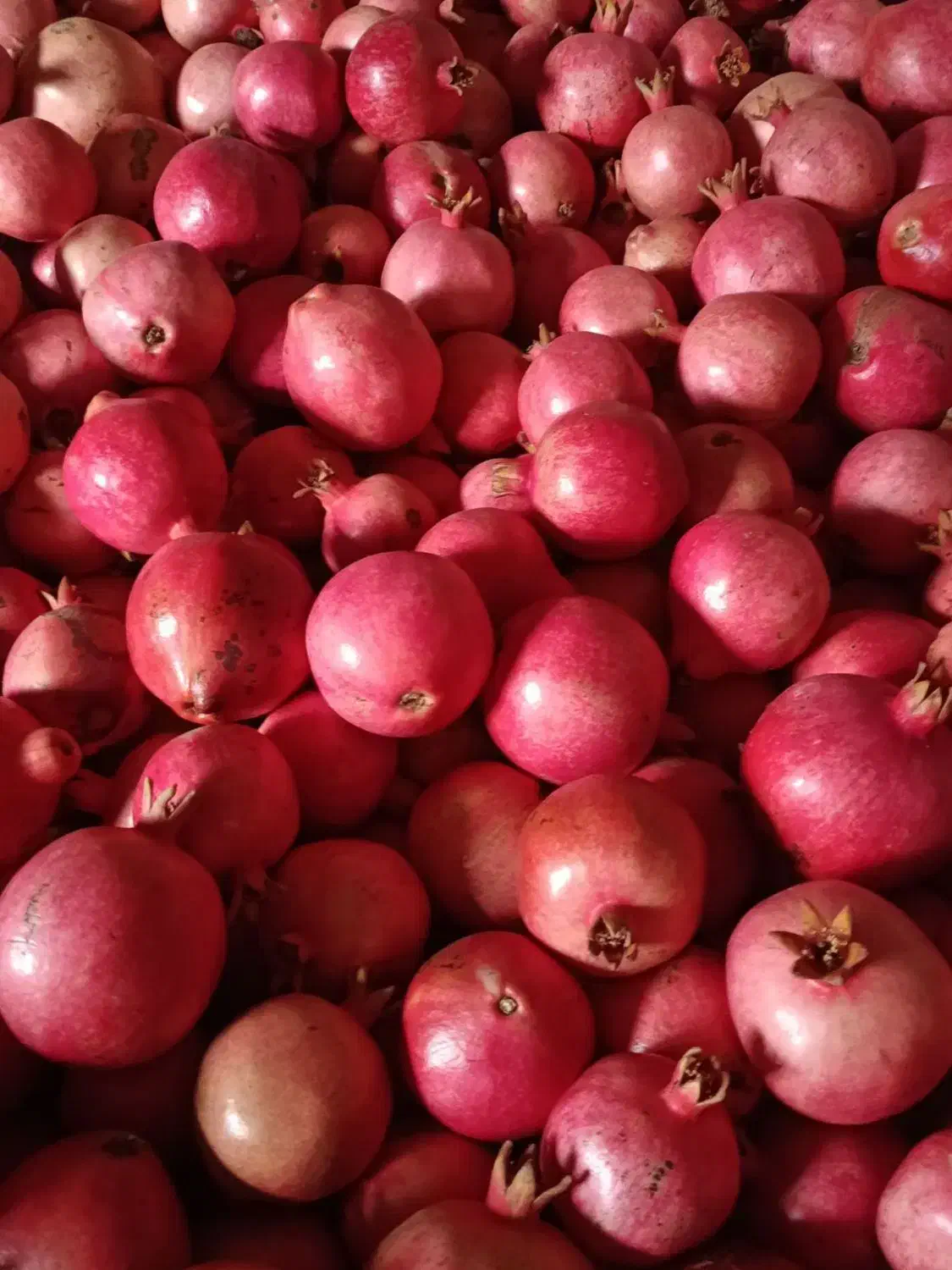 انار قره داغ|خوردنی و آشامیدنی|منجوان, |دیوار