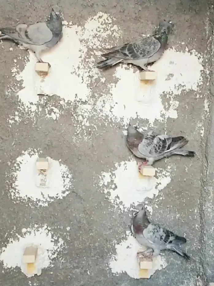 کبوتر جوان|پرنده|شیراز, گل سرخ|دیوار