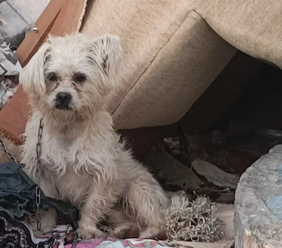 سگ پاکوتاه|سگ|مشهد, مقصود آباد|دیوار