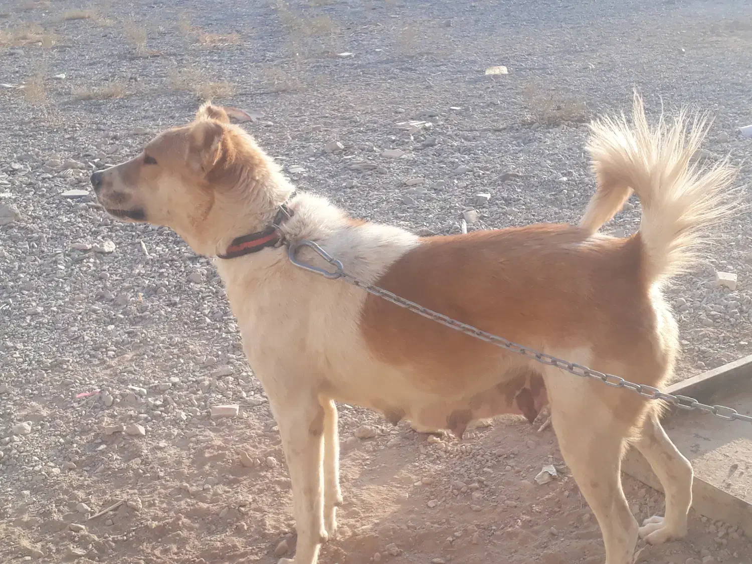 سگ نگبان|سگ|مبارکه, |دیوار