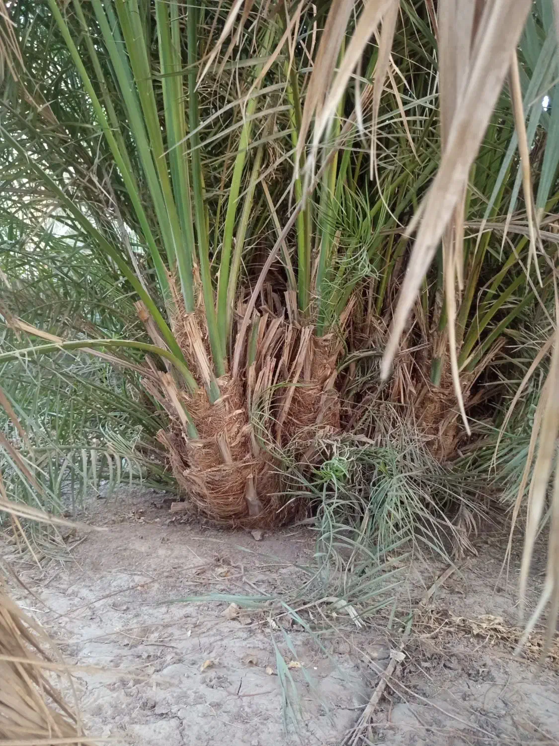 درخت مضافتی|گل و گیاه طبیعی|بم, |دیوار