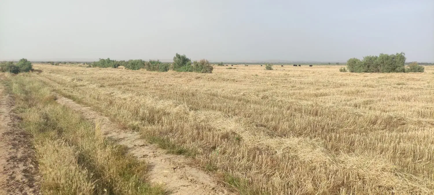 زمین کشاورزی ۲ هکتار بخش بستان|فروش زمین و ملک کلنگی|اهواز, امانیه|دیوار