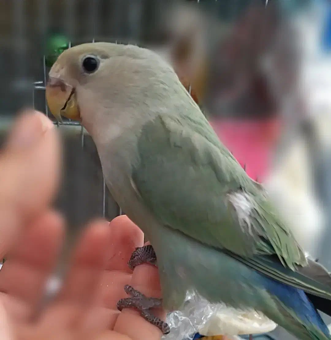 جوجه کوتوله فول اهلی دستی|پرنده|سهند, |دیوار