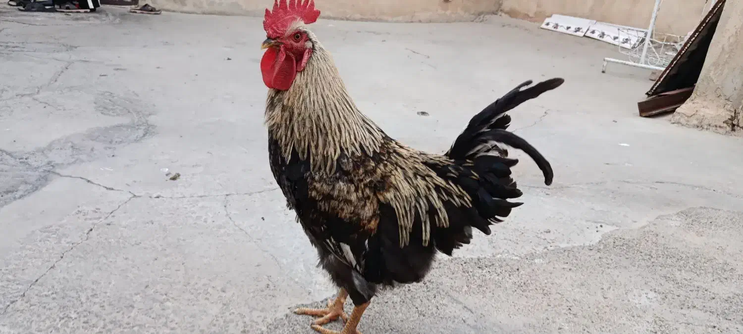 مرغ تخمگزار و خروس سرحال|حیوانات مزرعه|ایوان, |دیوار