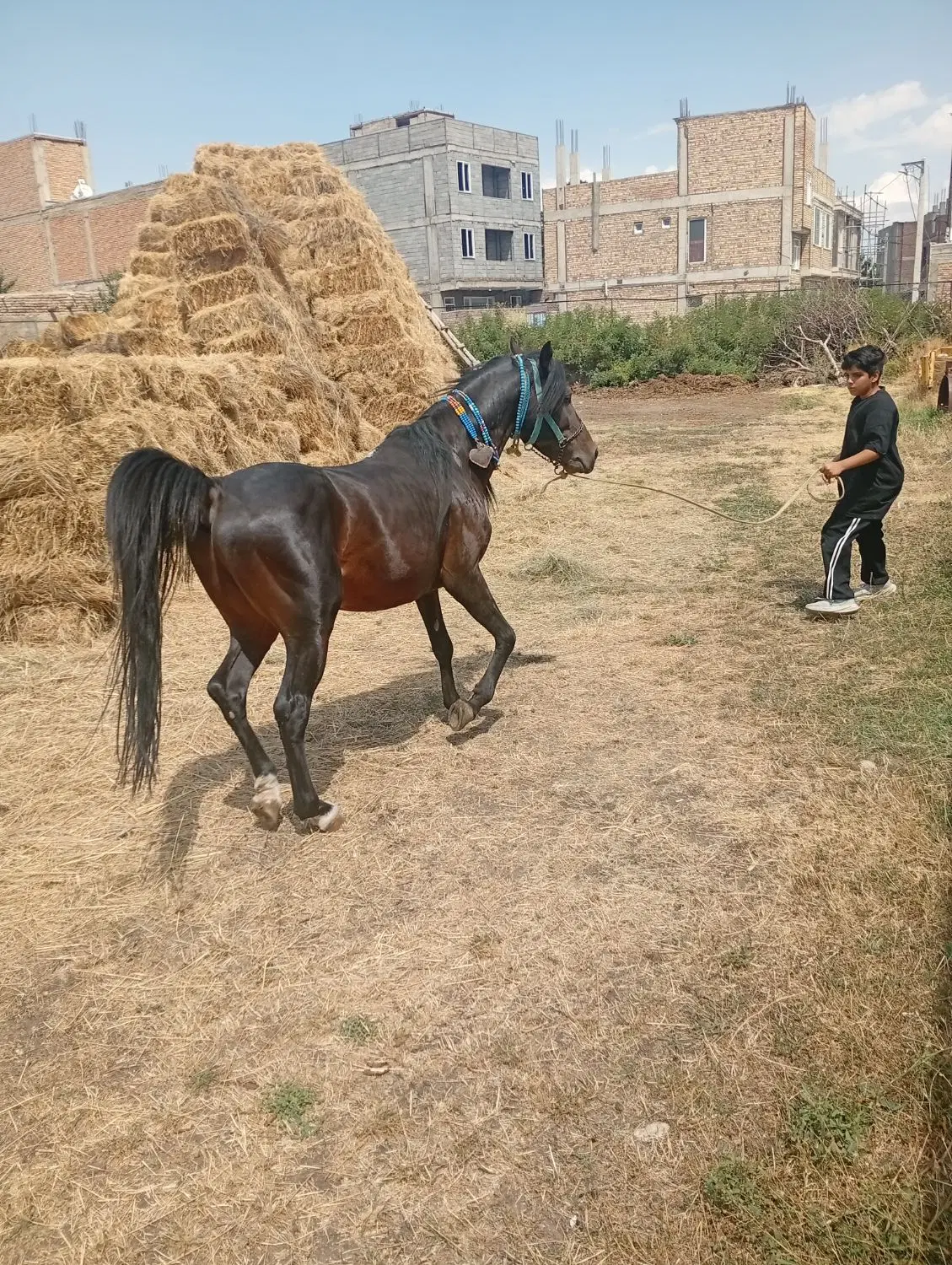 اسب|اسب و تجهیزات اسبسواری|ماکو, |دیوار