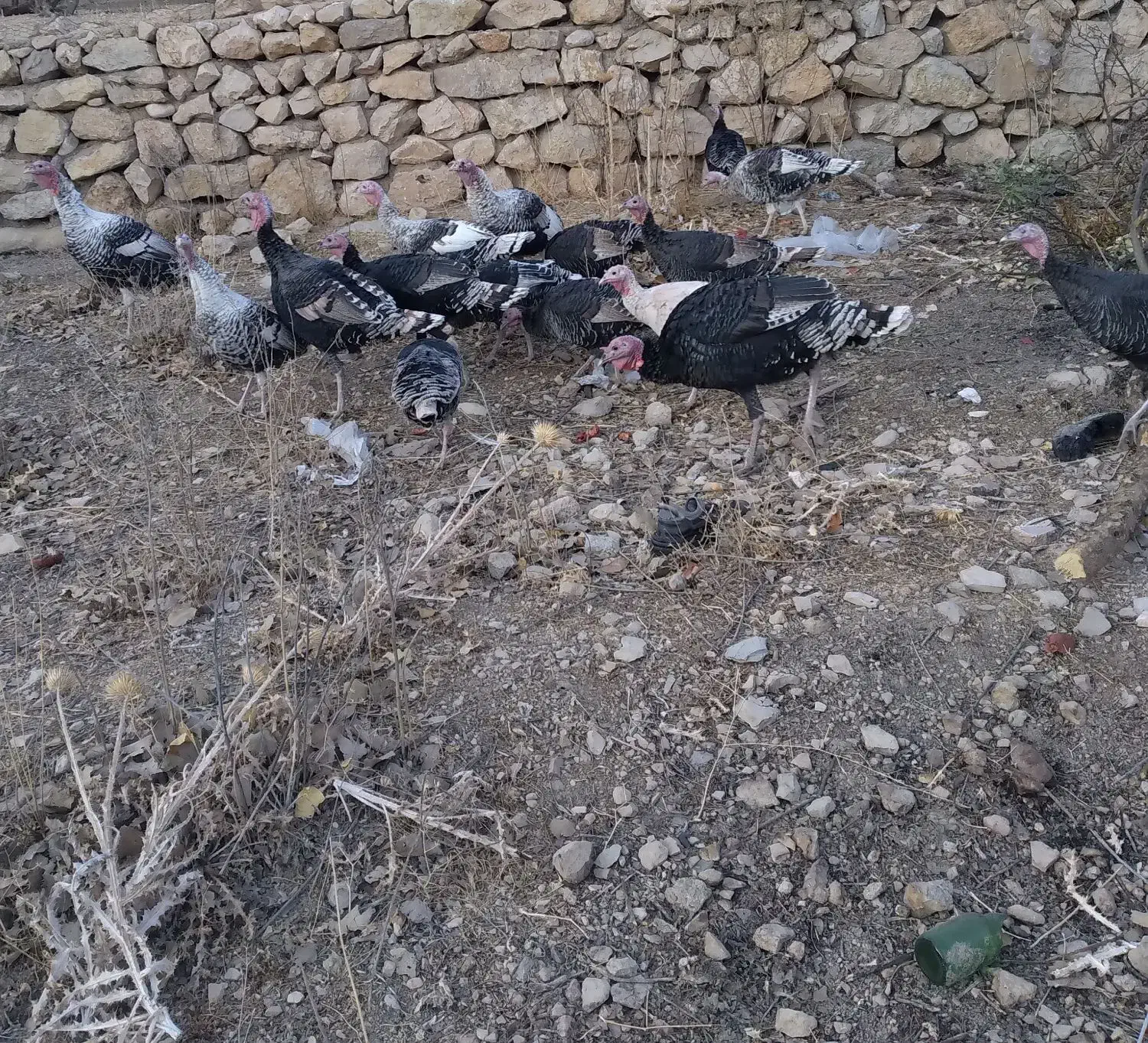 بوقلمون|حیوانات مزرعه|شیراز, محمدیه|دیوار