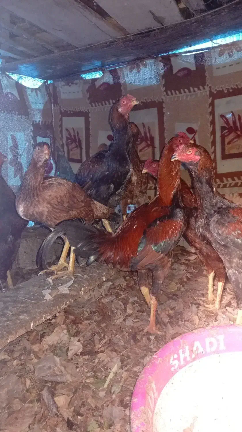 خروس|حیوانات مزرعه|حویق, |دیوار