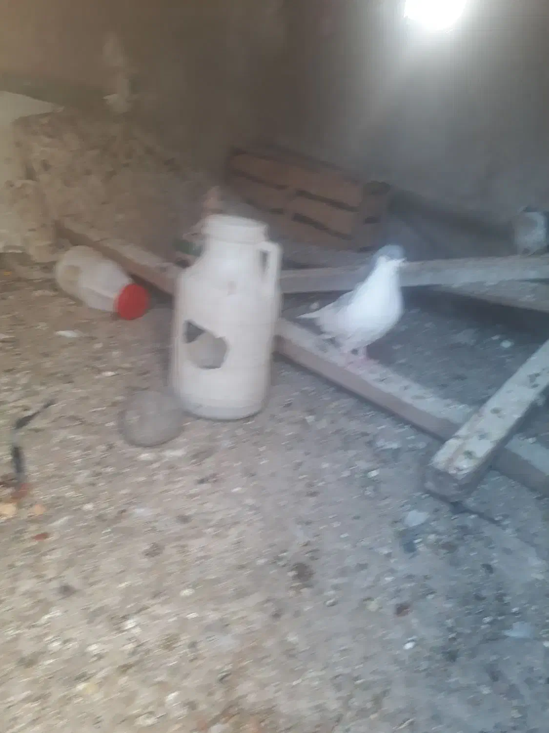 کبوتر‌پرشی‌جفتی نرماده چب‌کبود‌ماد‌دورشت ب|پرنده|قزوین, |دیوار