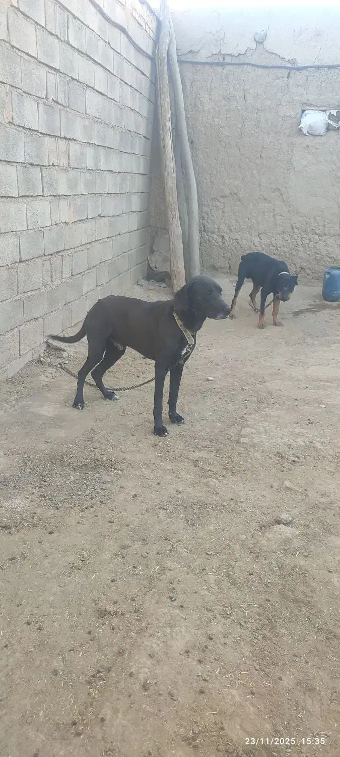 برای فروش|سگ|درگز, |دیوار
