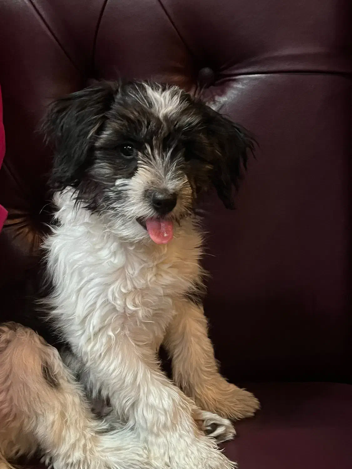 سگ شیتزو|سگ|تهران, افسریه جنوبی|دیوار