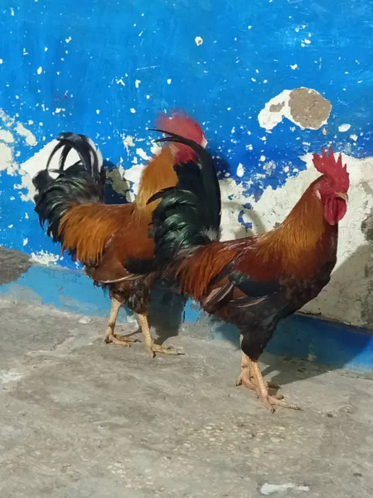 شادگان دارخوین|حیوانات مزرعه|شادگان, |دیوار