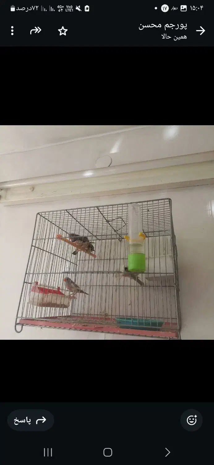 ۴عدد قفس با لوازم و یک جفت مرغ عشق خاص|لوازم جانبی حیوانات|تهران, والفجر (افسریه)|دیوار