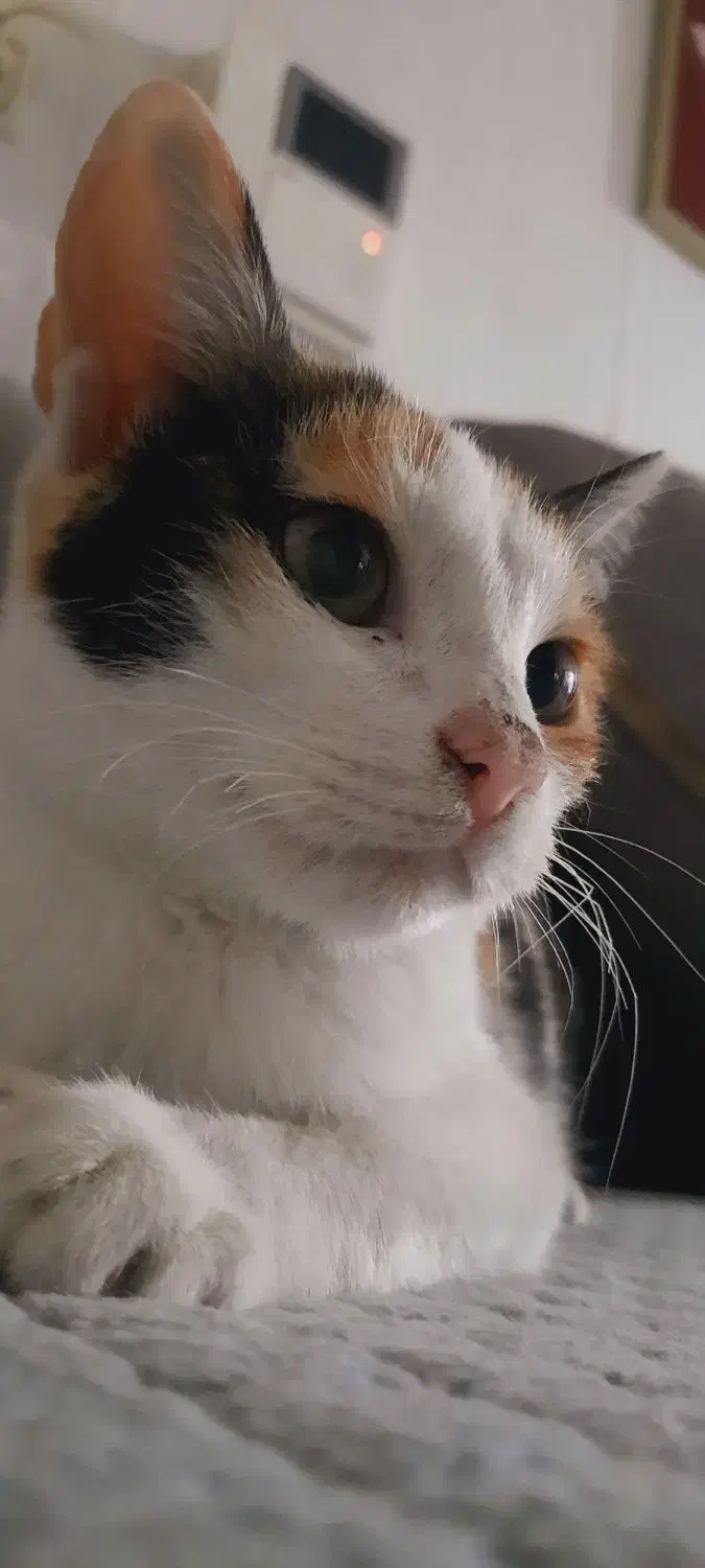 واگذاری بچه گربه|گربه|ساری, |دیوار