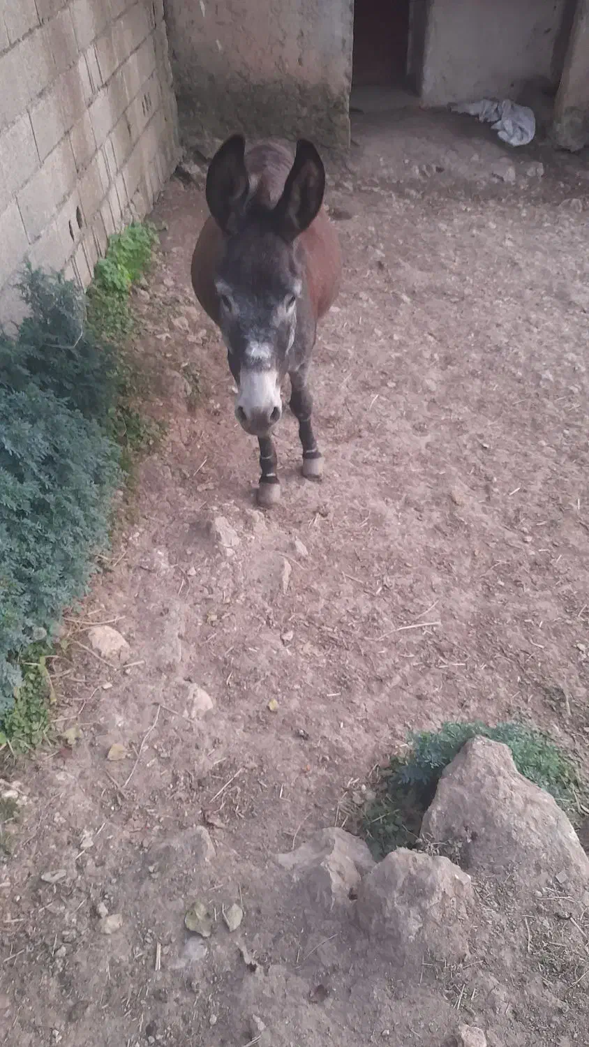 الاغ ارام باری|حیوانات مزرعه|رحیمآباد, |دیوار