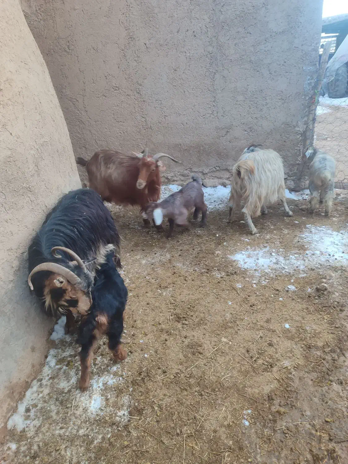 بز و|حیوانات مزرعه|چنگ الماسی, |دیوار