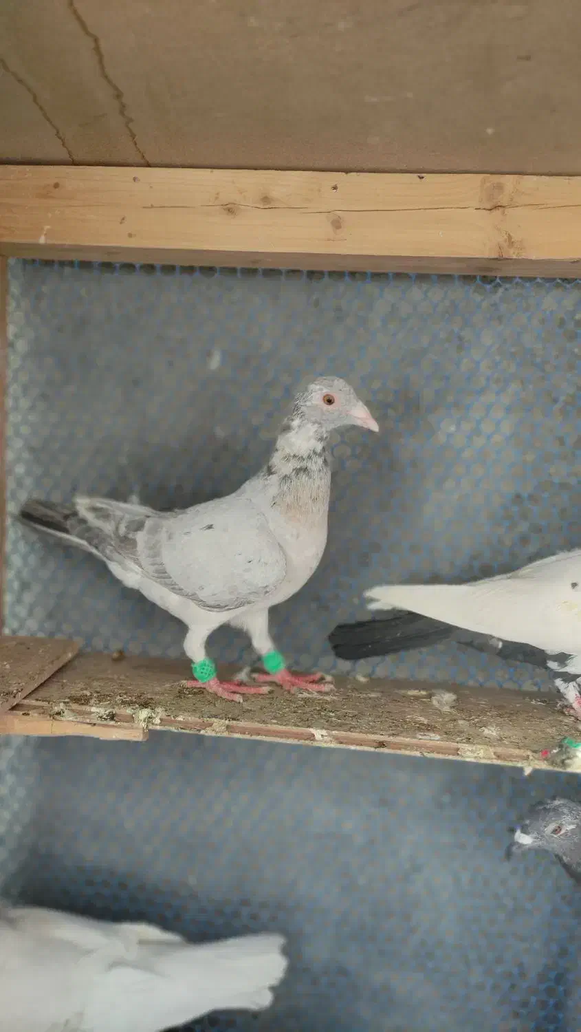 تعدادی کبوتر غریب|پرنده|مشهد, امیرآباد|دیوار