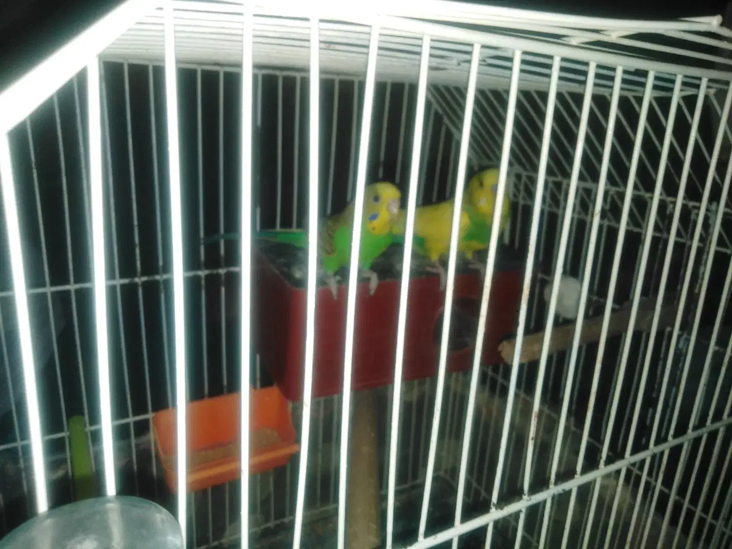 جفت مرغ عشق|پرنده|زابل, |دیوار