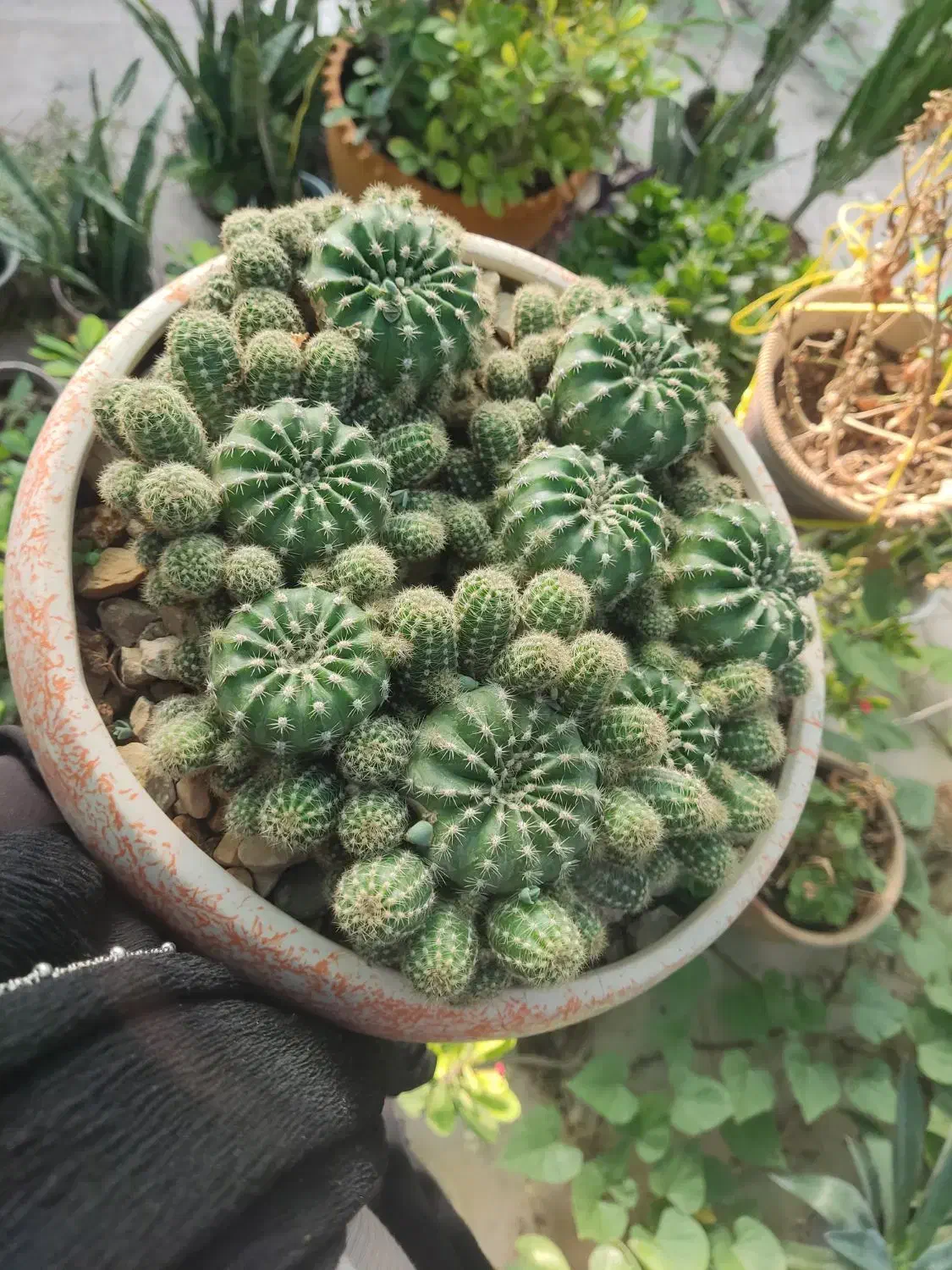 گلدان کاکتوس پر وزیبا با گلدان سرامیکی|گل و گیاه طبیعی|نورآباد ممسنی, |دیوار