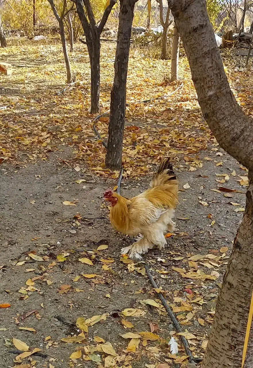 خروس امپراطور|حیوانات مزرعه|بوئین و میاندشت, |دیوار