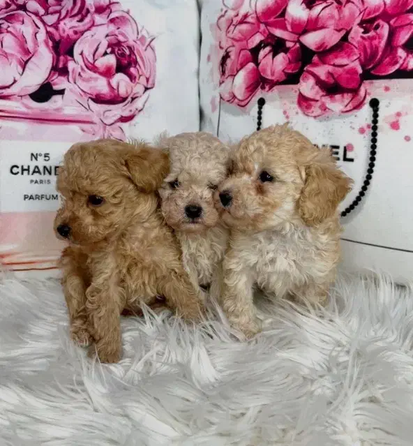 سگ مینیاتوری توی تاینی پودل اصیل کیفیت فضایی|سگ|مشهد, اقبال|دیوار