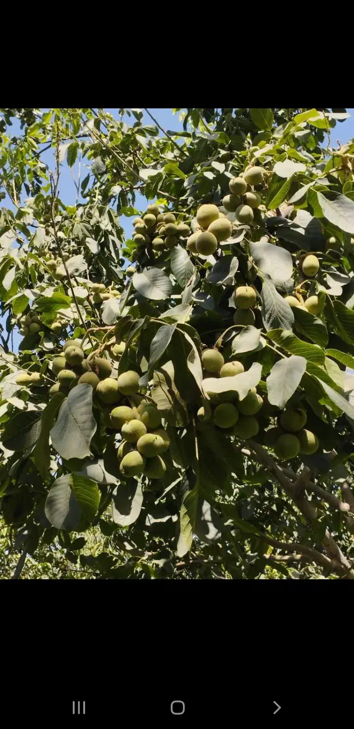 فروش باغ و خانه باغ در سعد آباد|فروش زمین و ملک کلنگی|خاو و میرآباد, |دیوار