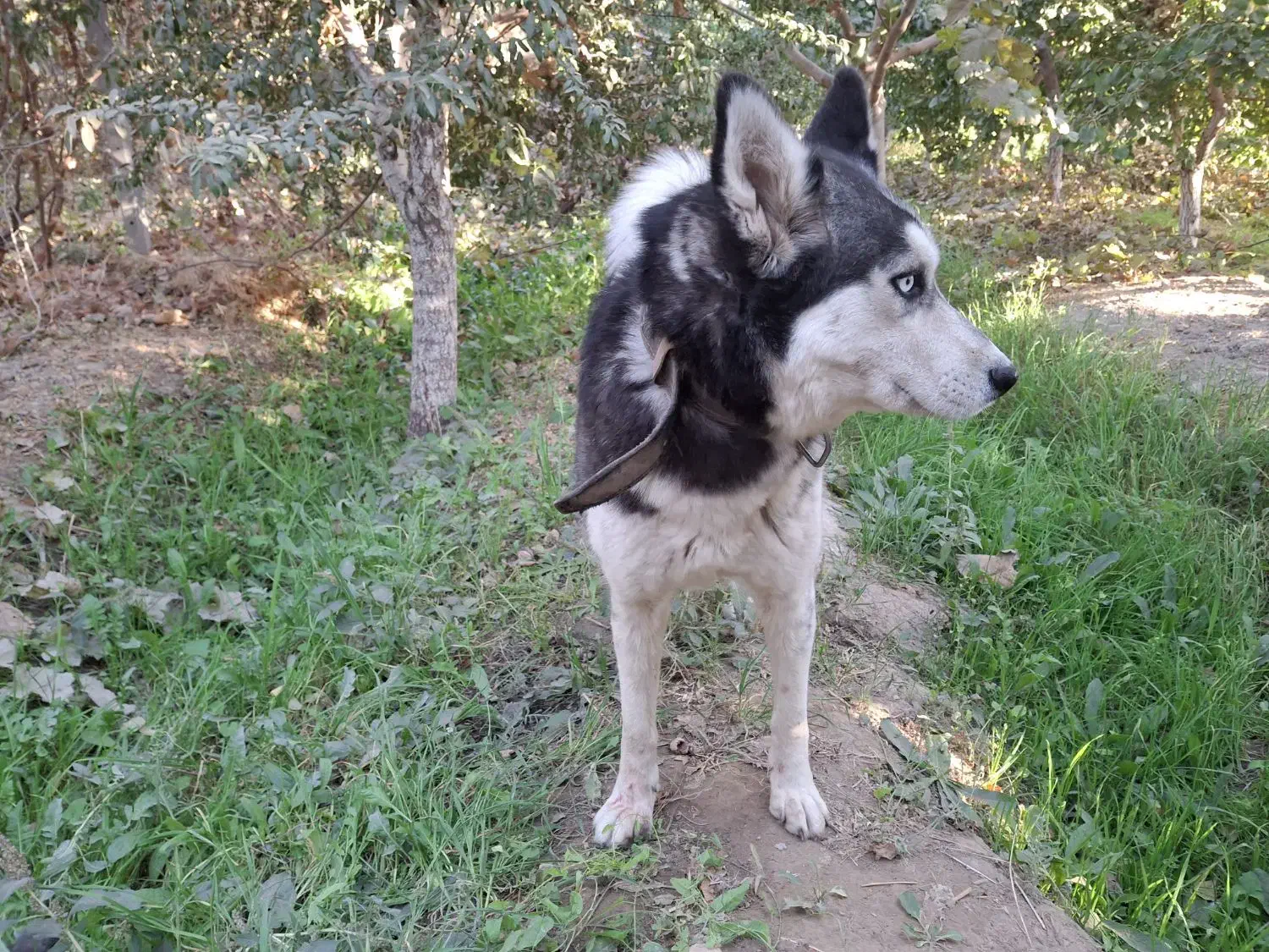 سگ هاسکی|سگ|رباطکریم, پیغمبر|دیوار