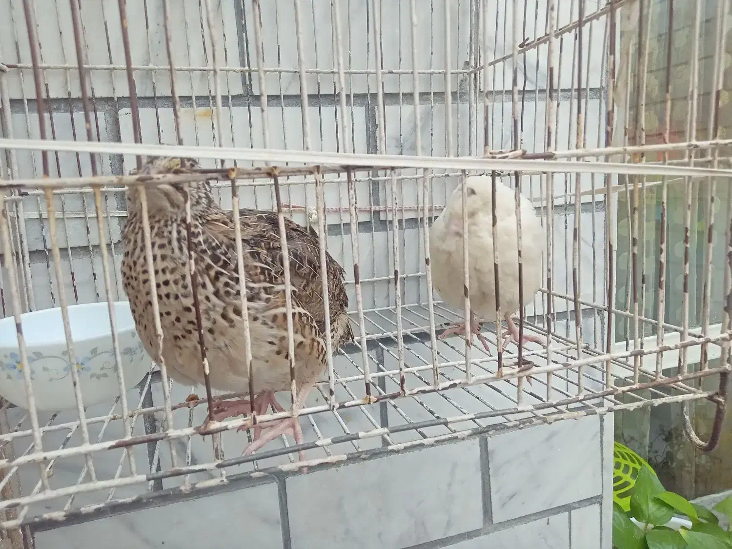 .بلدرچین|حیوانات مزرعه|سیلاخور, |دیوار