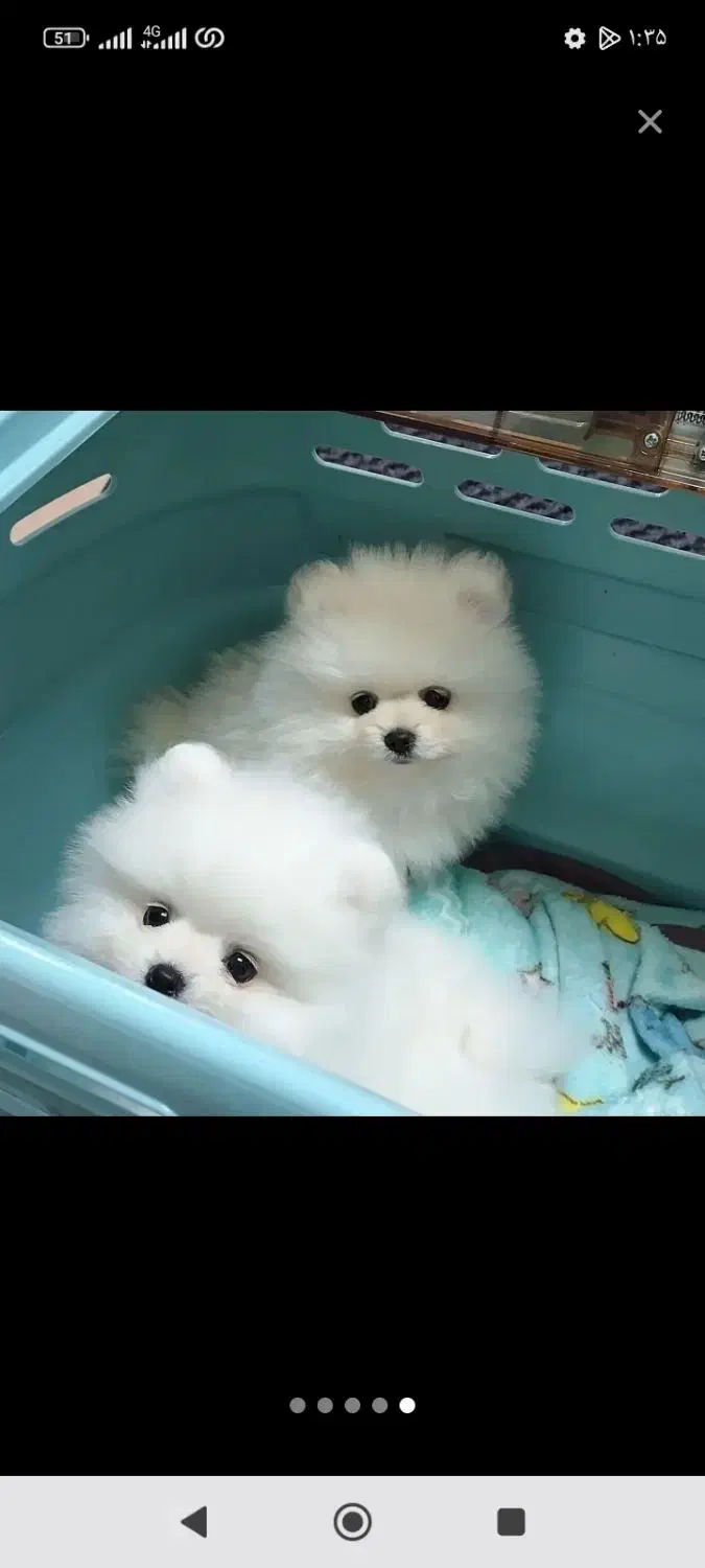 جشنواره ویژه پامر 66روزه بااف و تخفیف50درصدی|سگ|مشهد, اقبال|دیوار