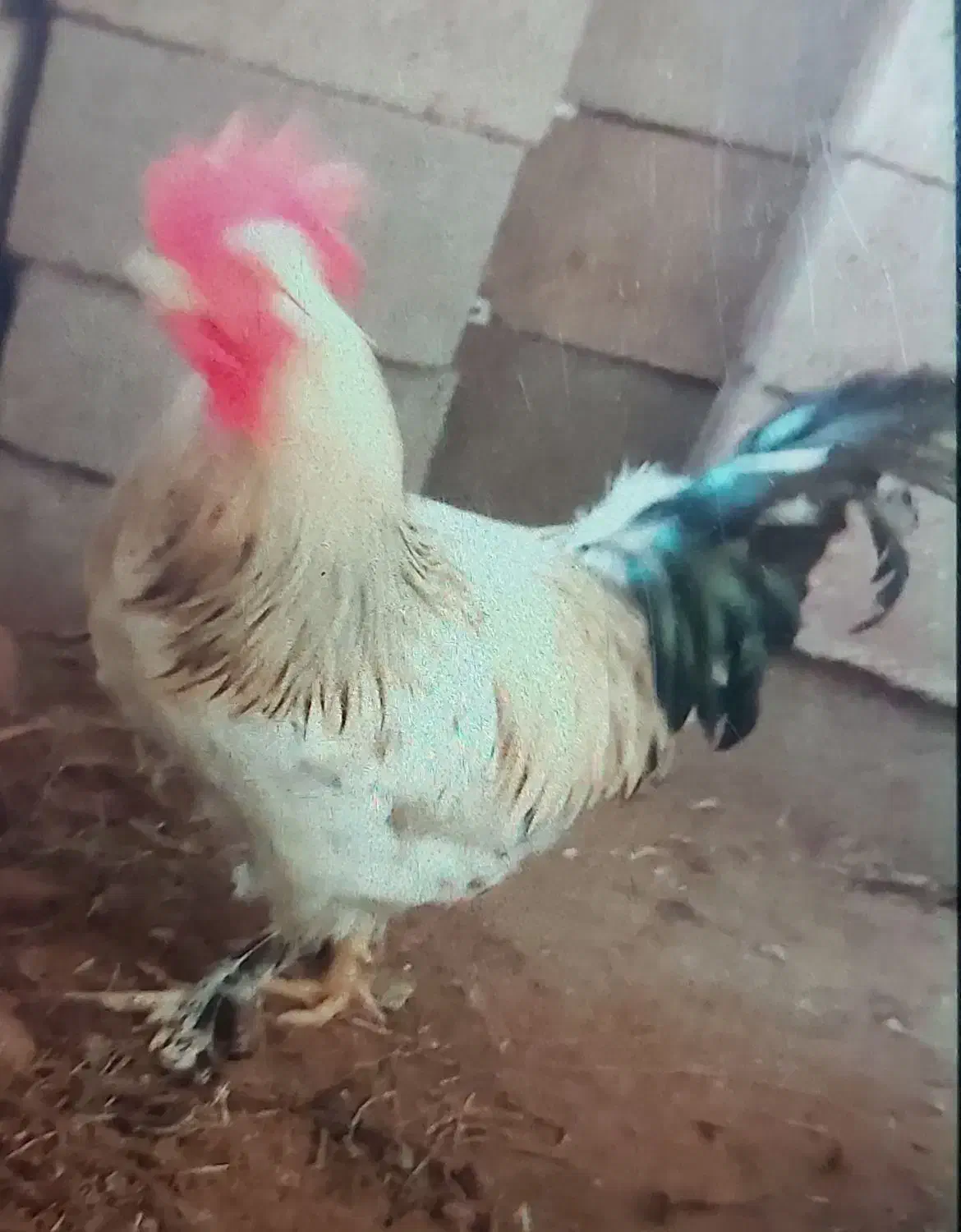 خروس پا پری|حیوانات مزرعه|لاهیجان, لیالستان|دیوار