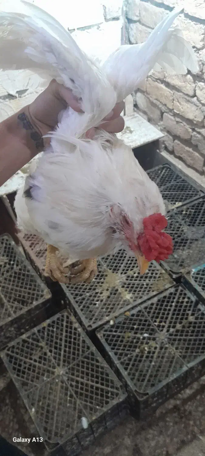 خروس گلین|حیوانات مزرعه|کهک, |دیوار