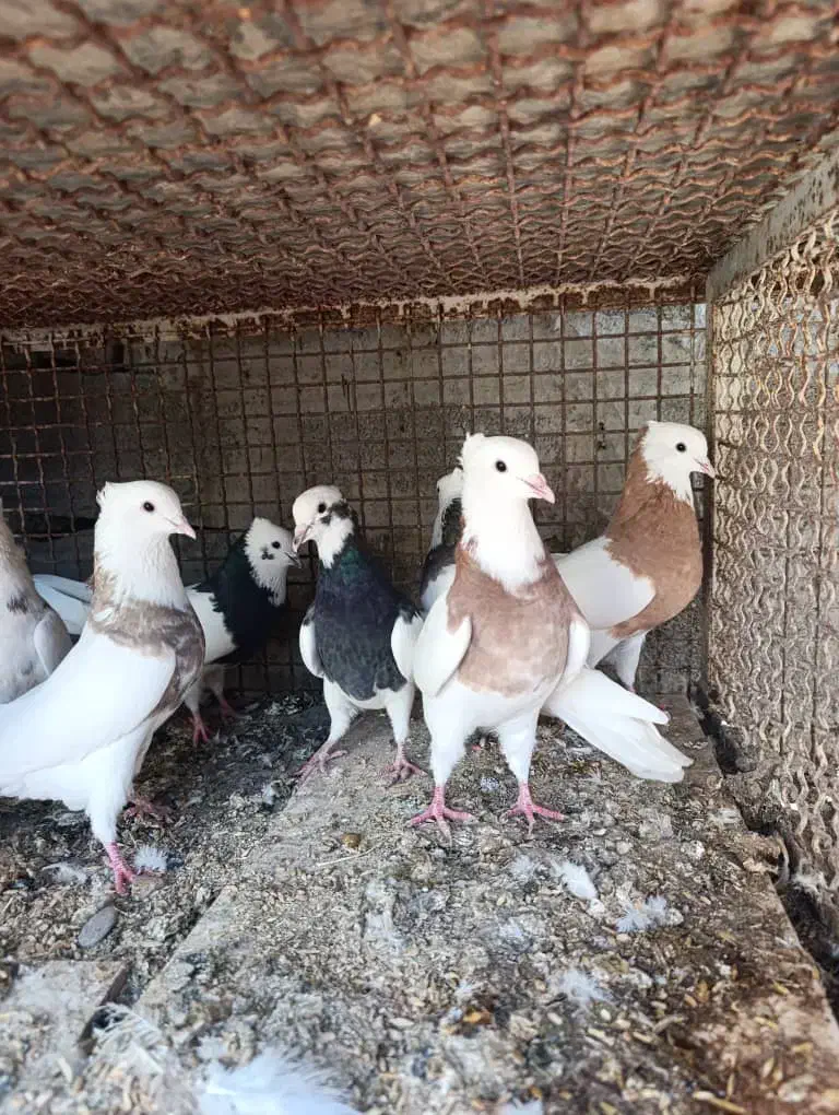 طوقی فروشی|پرنده|هندیجان, |دیوار