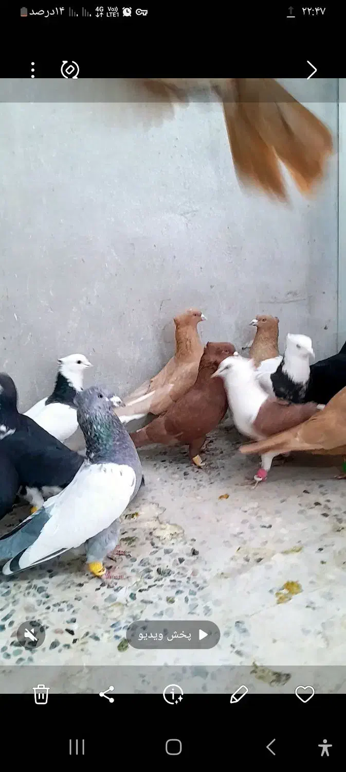 ۳۰عدد|پرنده|فولادشهر, باغشاد|دیوار