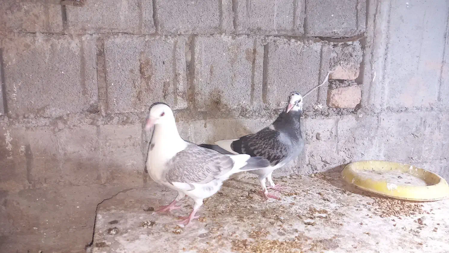 پرنده|پرنده|دوزین, |دیوار