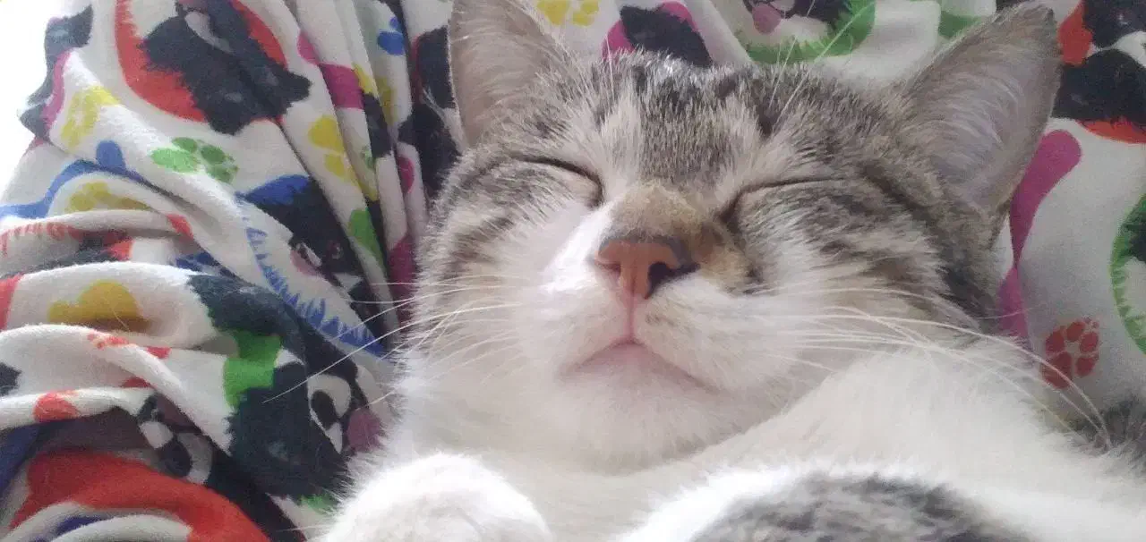 گربه|گربه|صفادشت, |دیوار