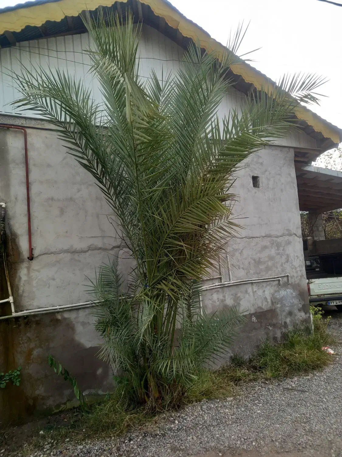 درخت نخل فنیکس|گل و گیاه طبیعی|خمام, |دیوار