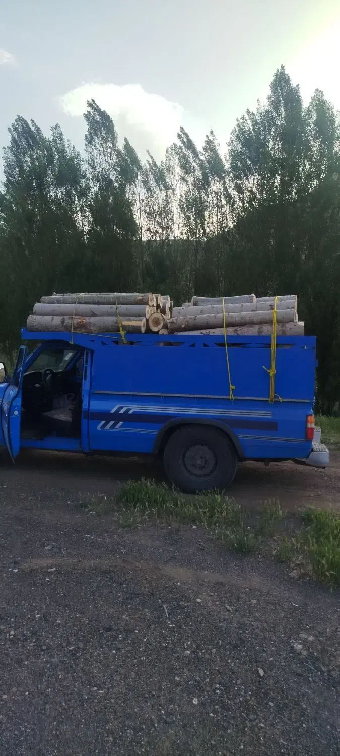 خریدار درخت و چوب|خدمات باغبانی و درختکاری|اردبیل, |دیوار