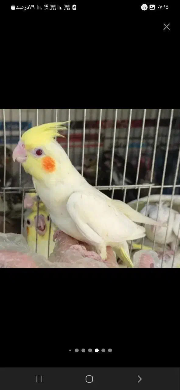 فروش استثنایی بلک فرایدی عروس هلندی|پرنده|تربت جام, فاز ۱ فرهنگیان|دیوار