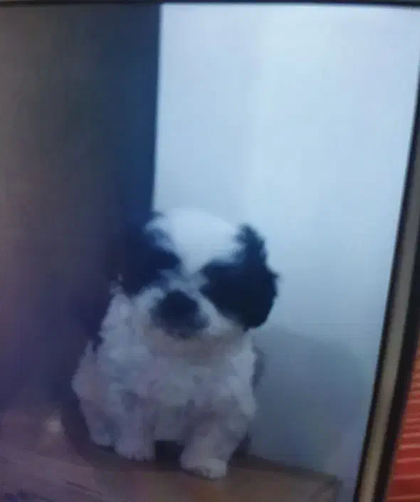 سگ گمشده|حیوانات|کرمانشاه, |دیوار