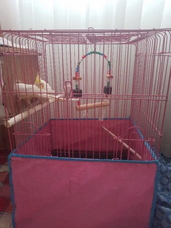 یک جفت عروس هلندی با قفس|پرنده|محمدیه-قزوین, |دیوار