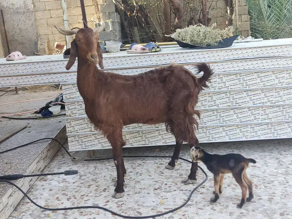 بز،بلوچی سه قلو زا با کهره نر،۳بره ماده|حیوانات مزرعه|وحدتیه, |دیوار