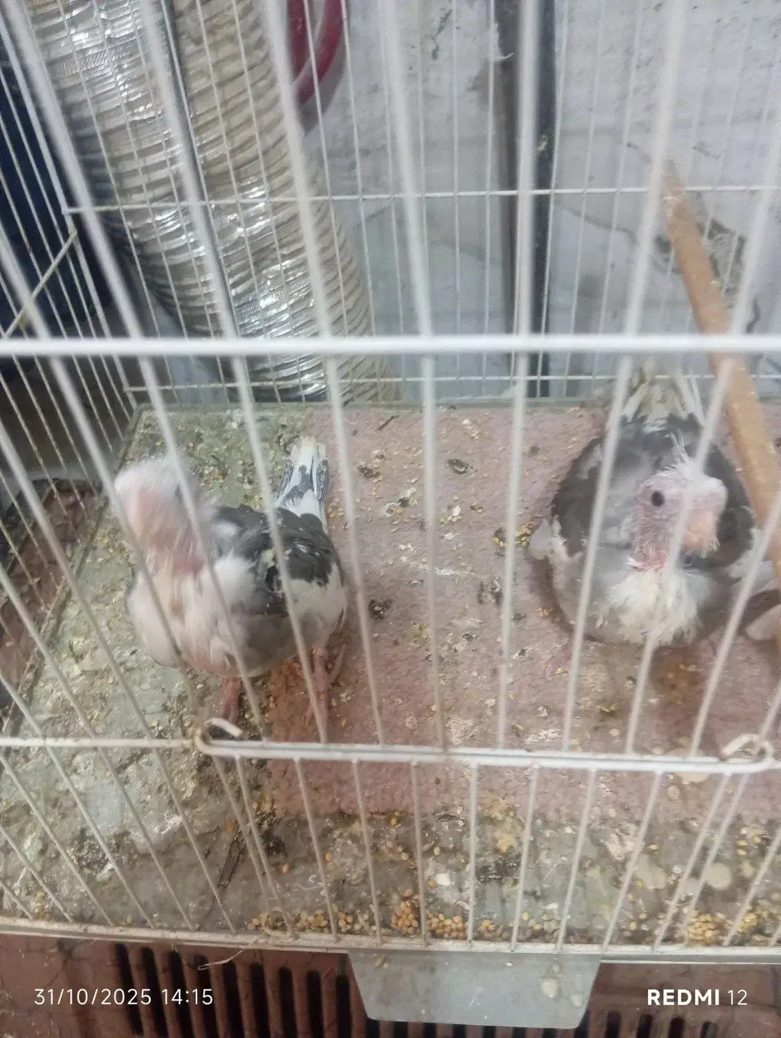 جفت عروس با سه تا جوجه|پرنده|تربت جام, فاز ۱ فرهنگیان|دیوار