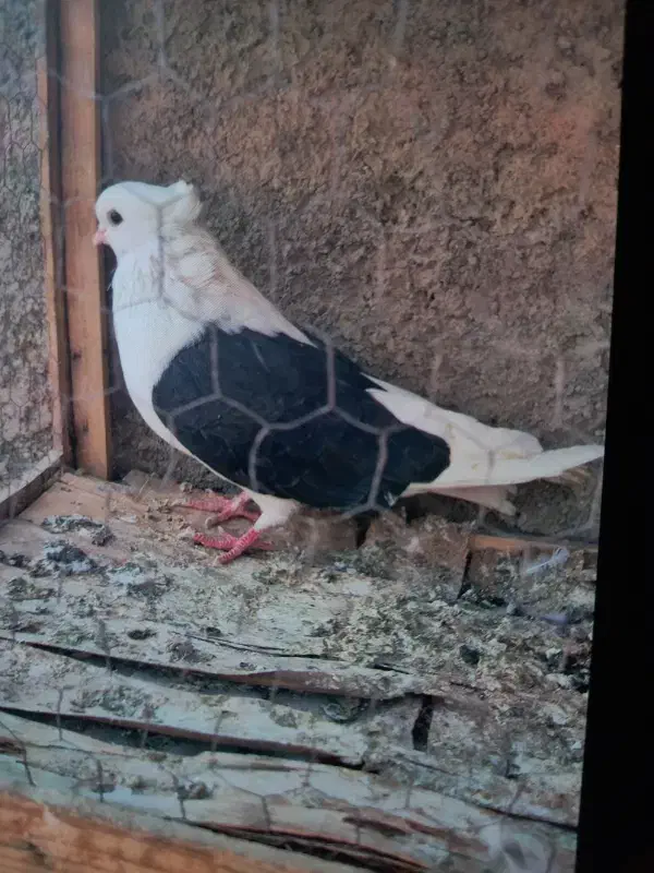 کفتر دوکت|پرنده|گرمسار, |دیوار